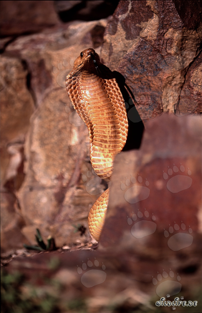 Fascinating Cape Cobra (Naja nivea) in the Wilderness of Western Cape, South Africa