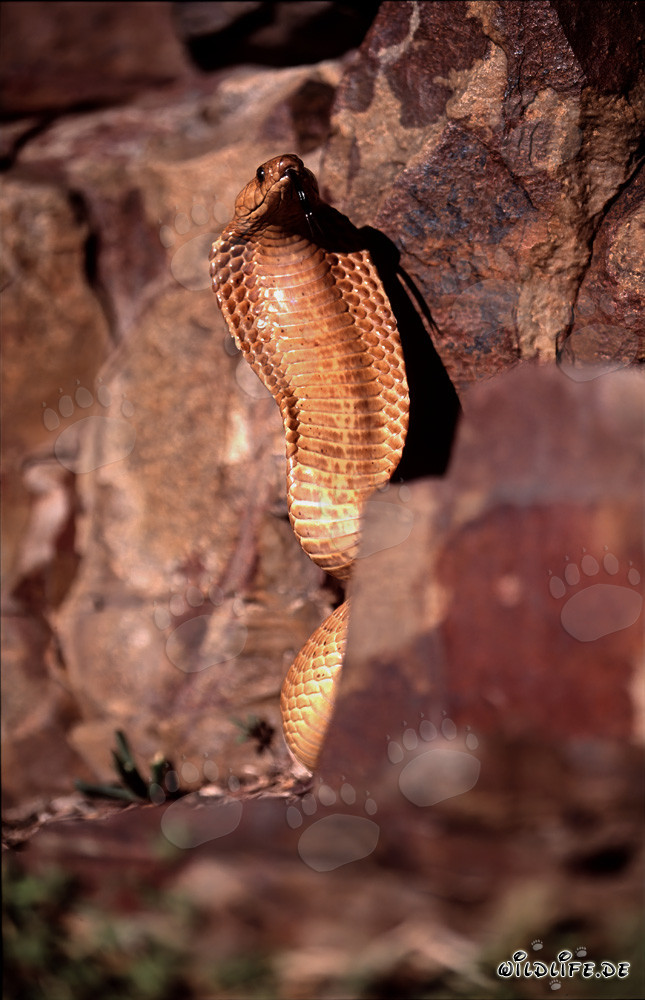 Fascinante Cobra del Cabo (Naja nivea) en la naturaleza del Cabo Occidental, Sudáfrica