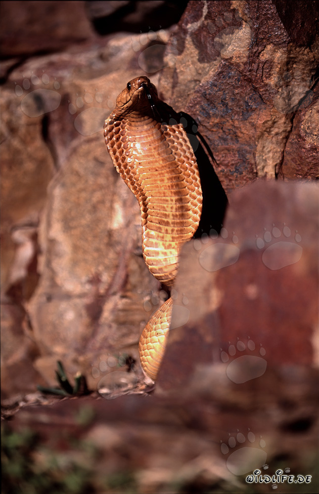 Affascinante Cobra del Capo (Naja nivea) nella natura del Capo Occidentale, Sudafrica