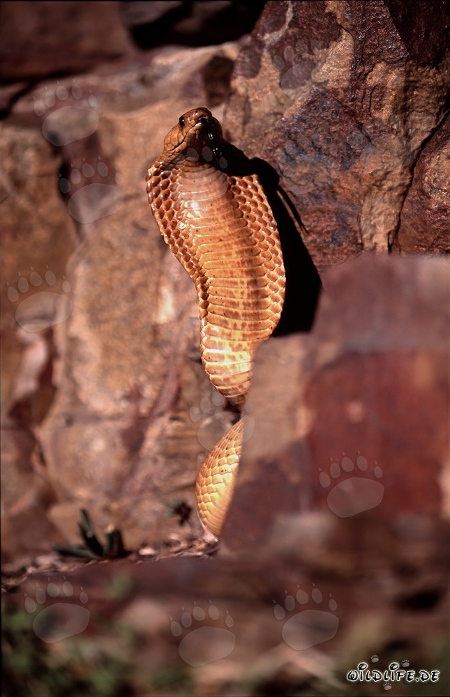 Cobra du Cap fascinante (Naja nivea) dans la nature sauvage du Cap occidental, Afrique du Sud