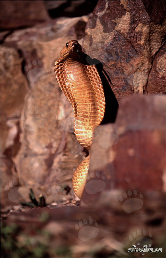 Faszinierende Kapkobra (Naja nivea) in der Wildnis des Western Cape, Südafrika