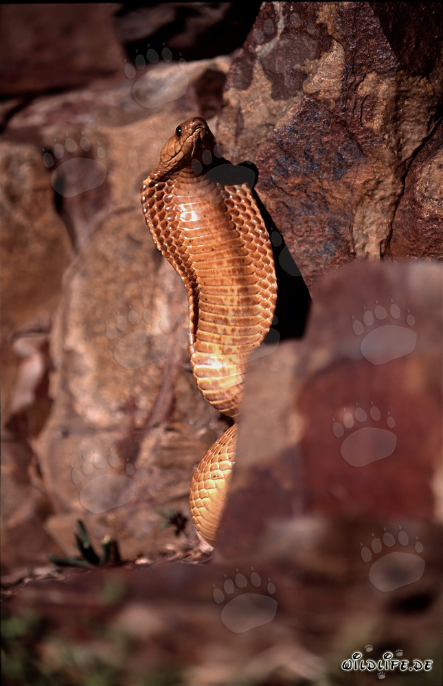 Impressive threat display of Cape Cobra with spread neck