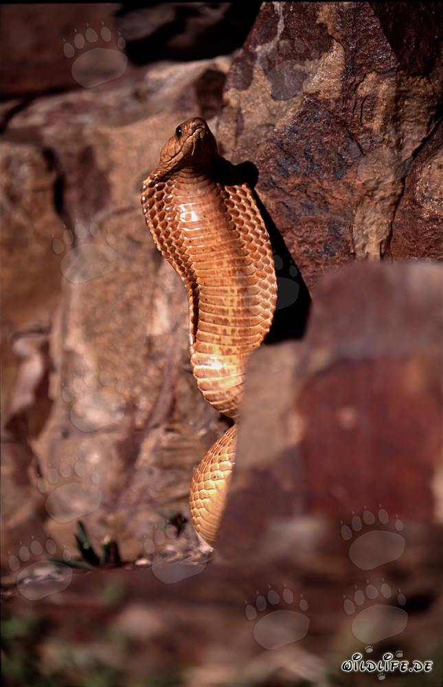 Comportamiento amenazante impresionante de la cobra del Cabo con cuello extendido