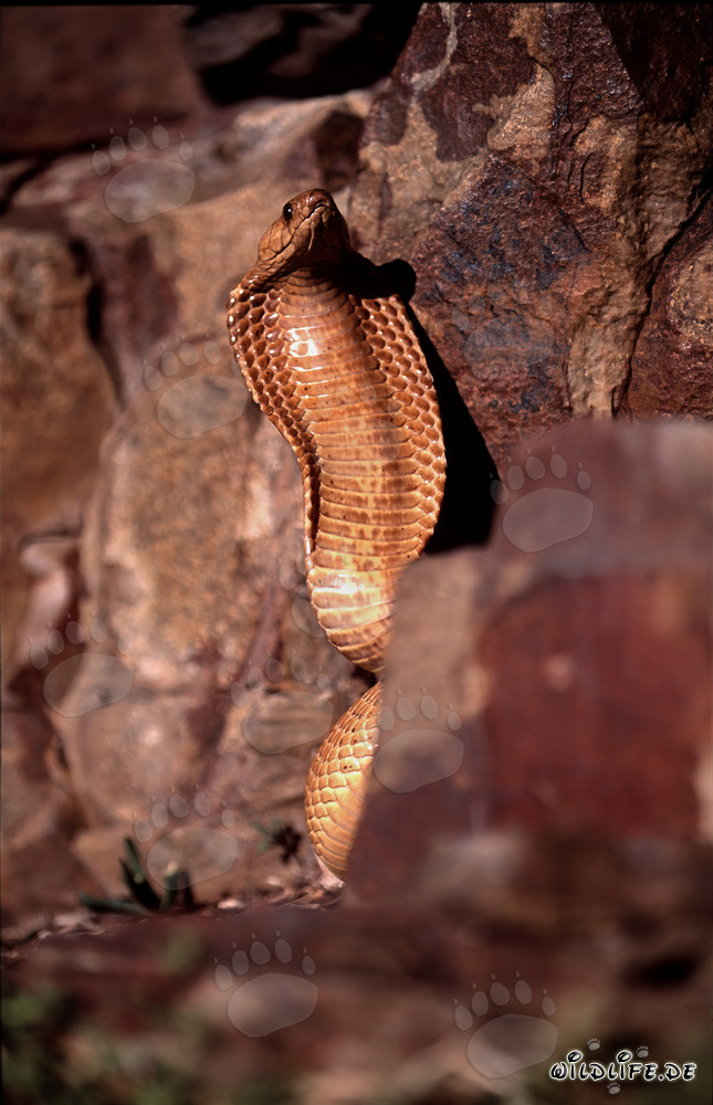Comportamento minaccioso impressionante del cobra del Capo con collo spalancato