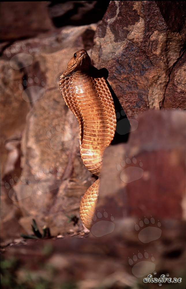 Comportement menaçant impressionnant du cobra du Cap avec cou écarté