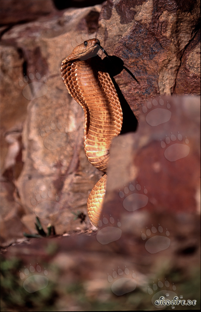 Cape Cobra - The Dangerous Beauty of Nature