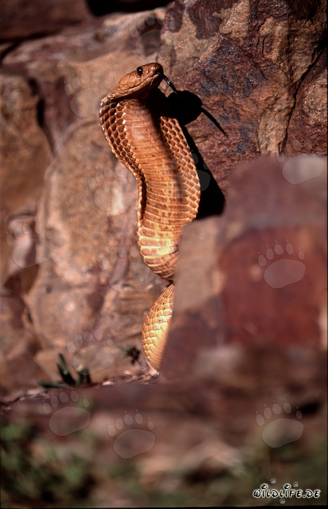 Kapkobra - La peligrosa belleza de la naturaleza