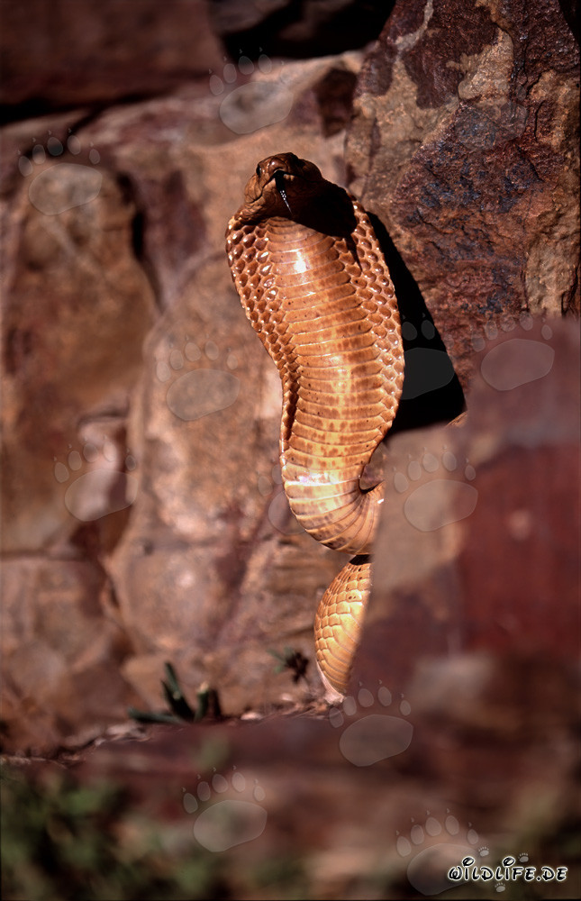 The Dangerous Beauty of the Cape Cobra