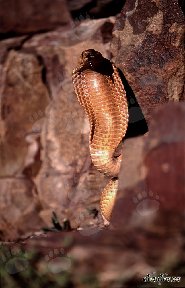 La peligrosa belleza de la cobra del Cabo