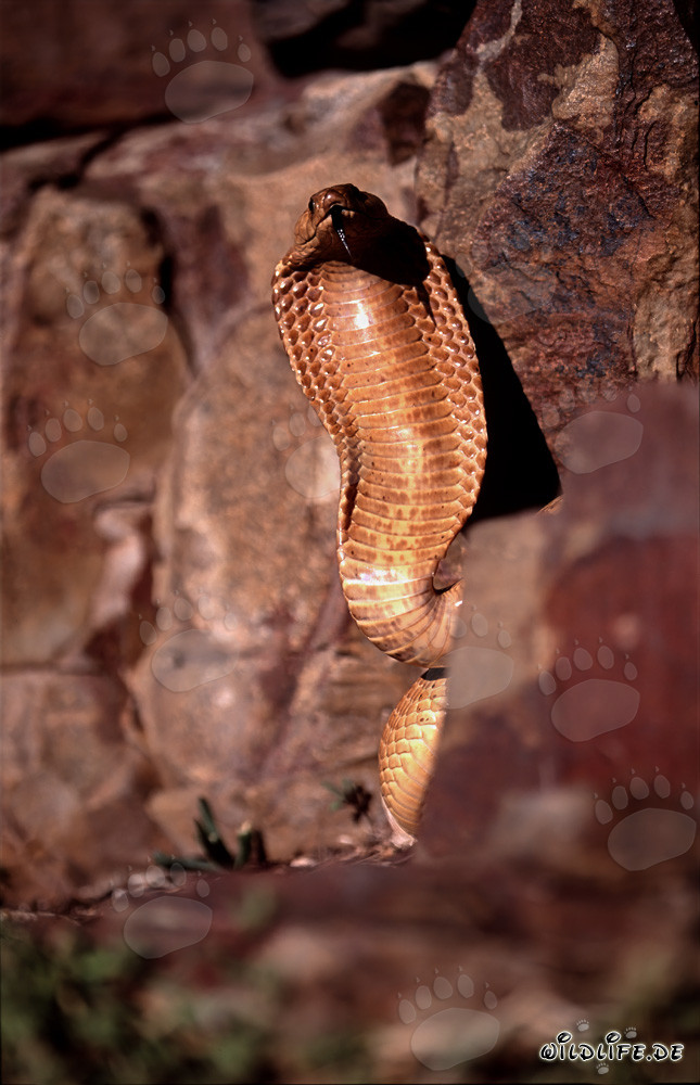 La pericolosa bellezza del cobra del Capo