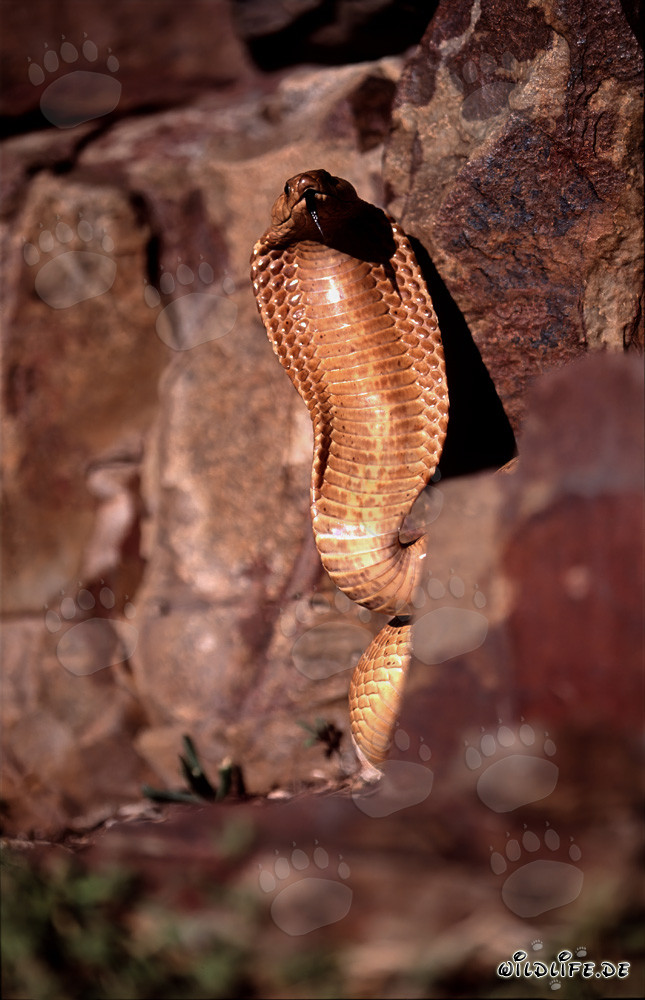 La beauté dangereuse du cobra du Cap