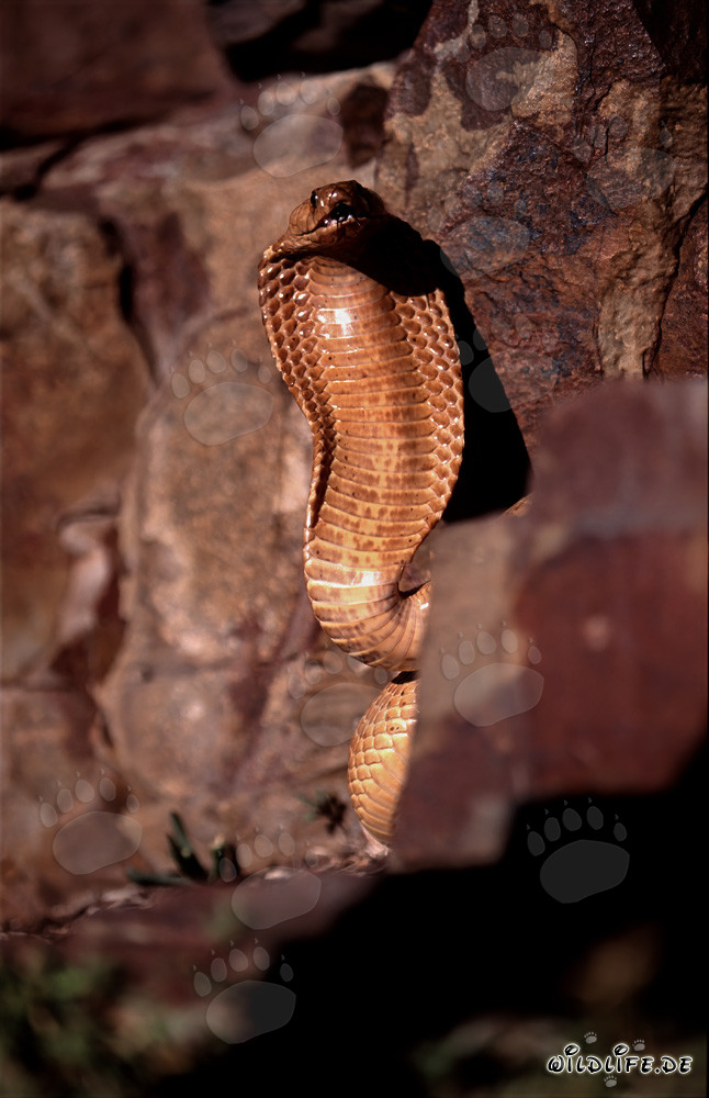 Comportamiento amenazante impresionante de la cobra del Cabo en las montañas de Gansbaai, Cabo Occidental, Sudáfrica