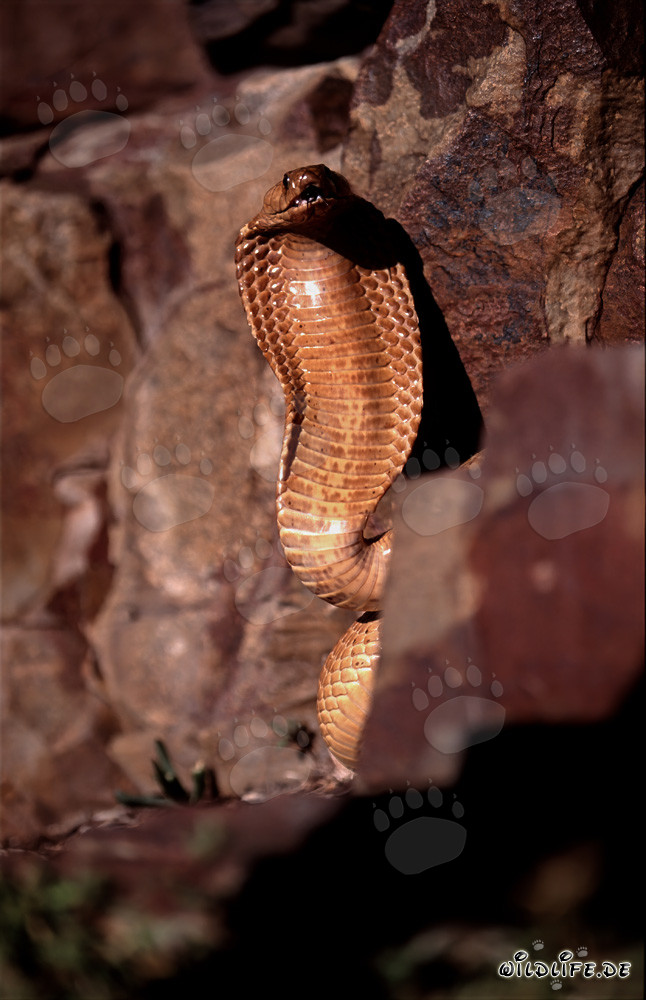 Comportamento minaccioso impressionante del cobra del Capo nelle montagne di Gansbaai, Capo Occidentale, Sudafrica