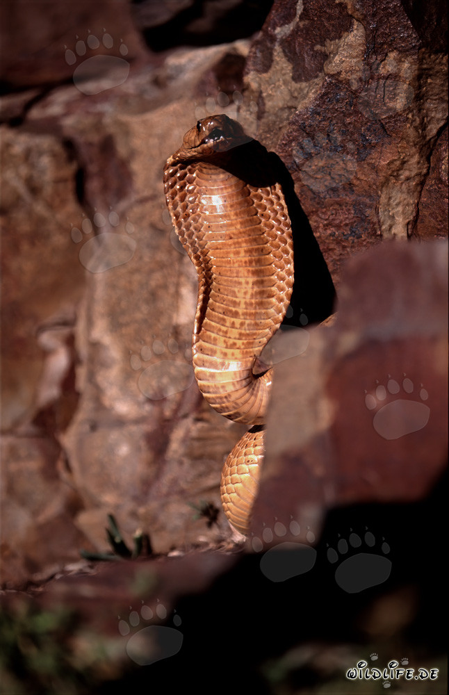 Comportement menaçant impressionnant du cobra du Cap dans les montagnes de Gansbaai, Cap-Occidental, Afrique du Sud