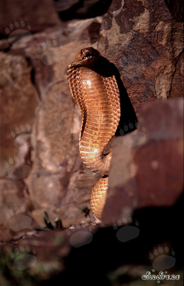 Imposantes Drohverhalten der Kapkobra in den Gansbaai Mountains, Western Cape, Suedafrika