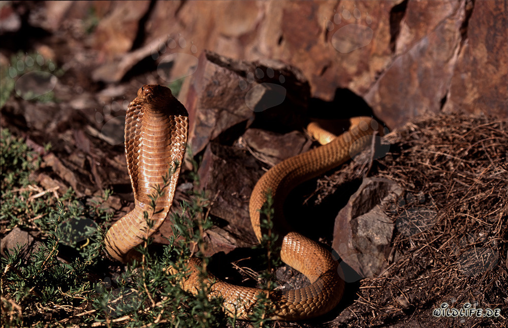 Cape Cobra in Rocky Landscape