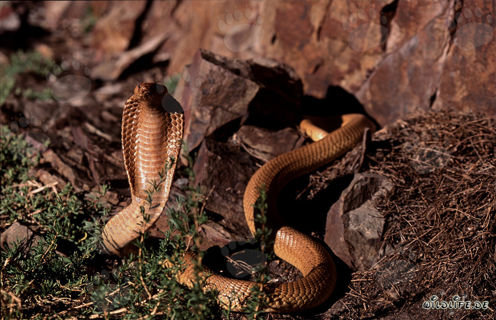 Cobra del Cabo en un paisaje rocoso