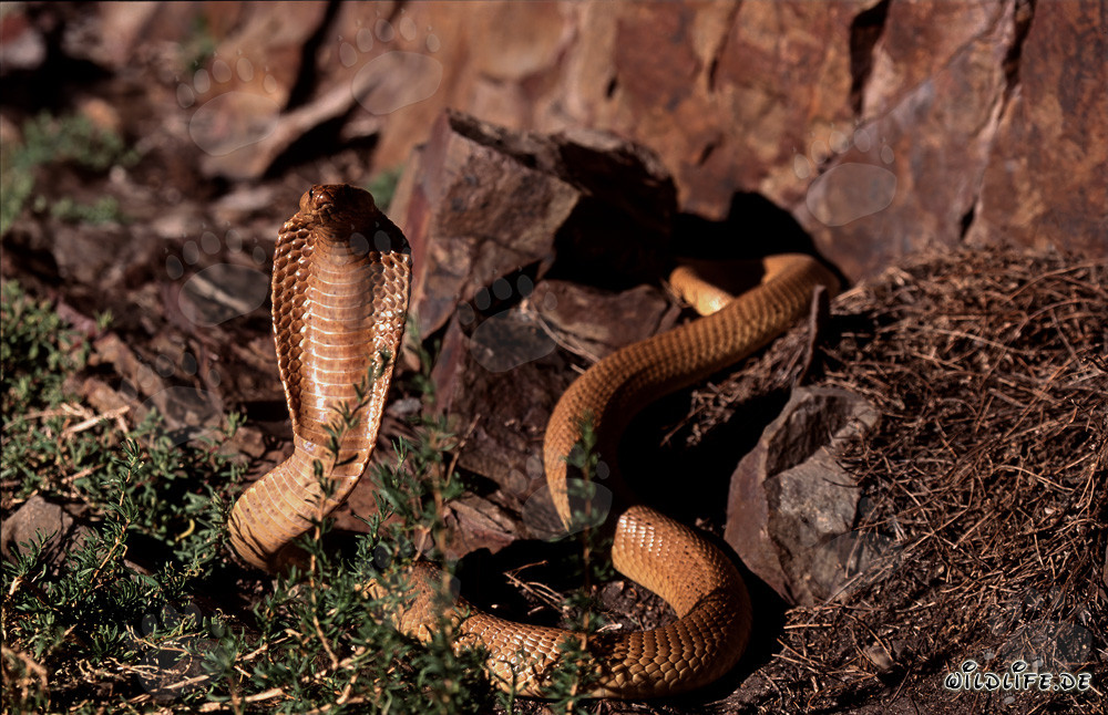 Cobra du Cap dans un paysage rocheux