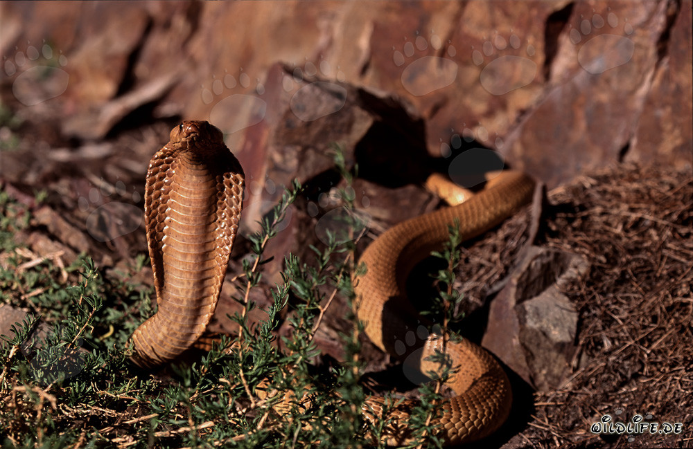 Cape Cobra - The Deadly Beauty of Nature's Snake