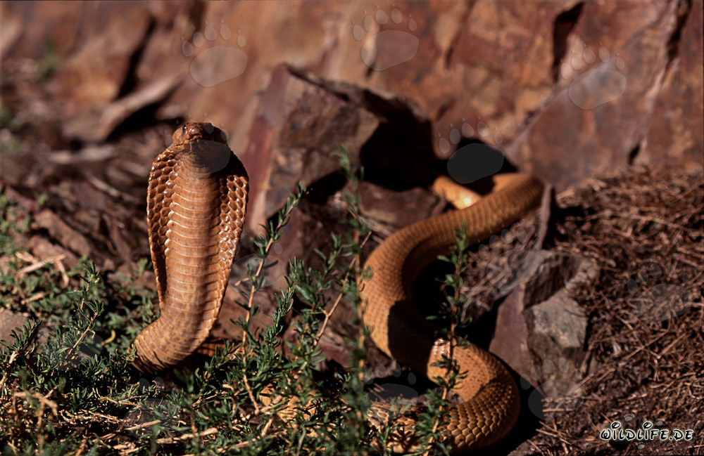 Kapkobra - La beauté dangereuse du serpent naturel