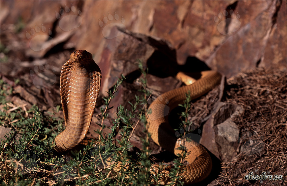 Kapkobra - La belleza peligrosa de la serpiente natural