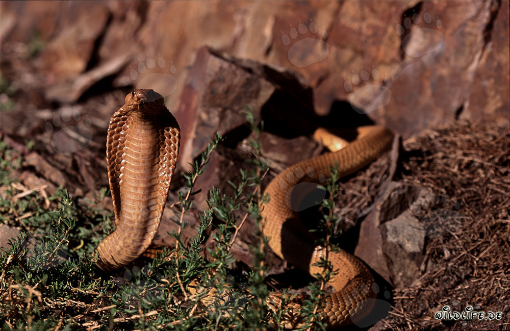 Kapkobra - La pericolosa bellezza del serpente naturale