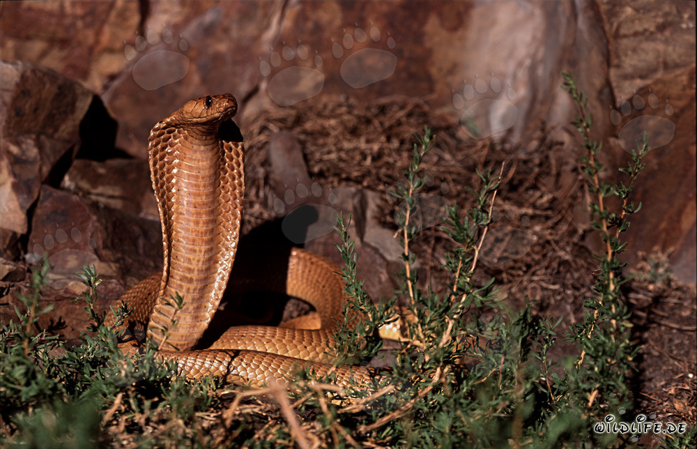 Fascinating Cape Cobra in the Gansbaai Mountains