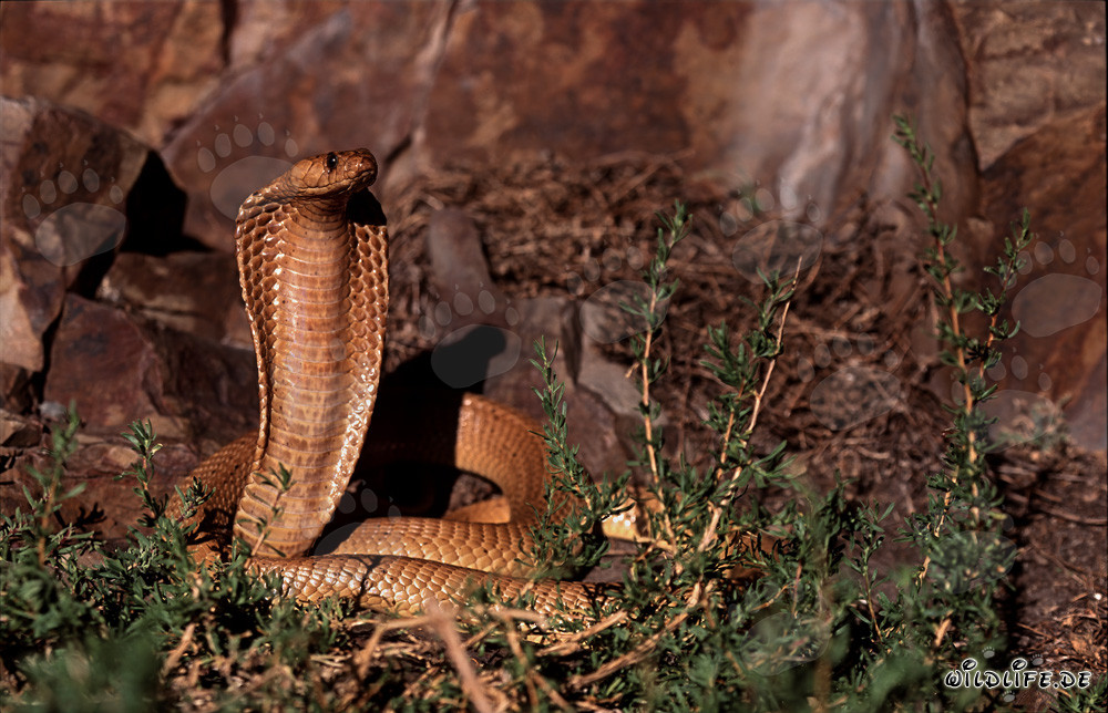 Fascinante Cobra du Cap dans les montagnes de Gansbaai