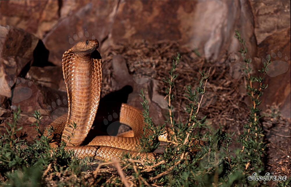 Affascinante Cobra del Capo sulle montagne di Gansbaai