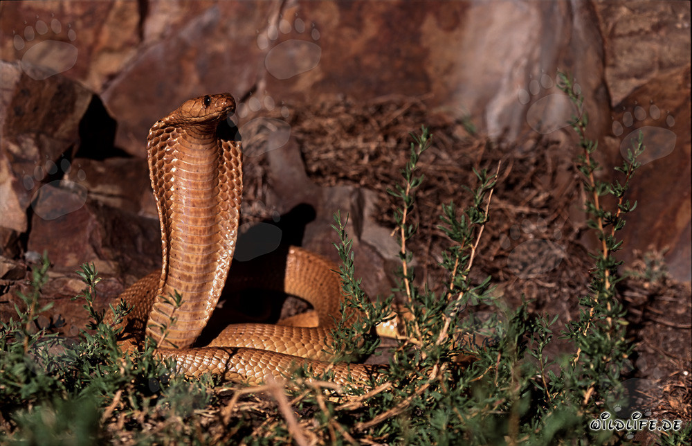Faszinierende Kapkobra in den Gansbaai Mountains