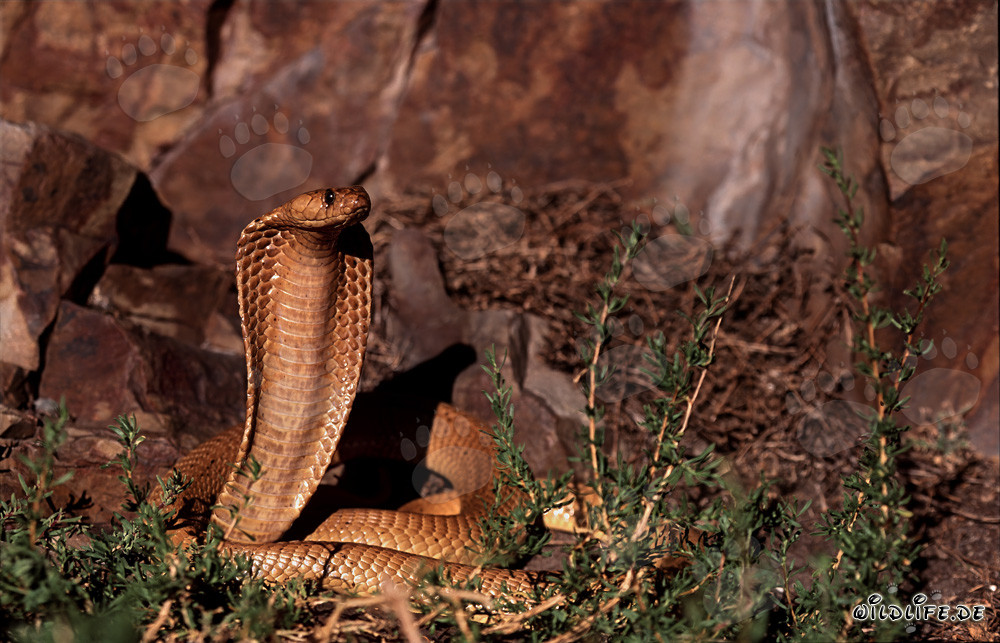 Impressive Cape Cobra in the Gansbaai Mountains