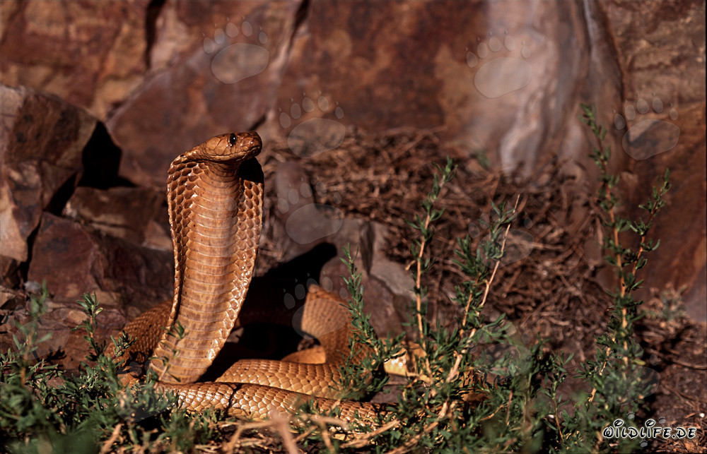 Impresionante Cobra del Cabo en las montañas de Gansbaai