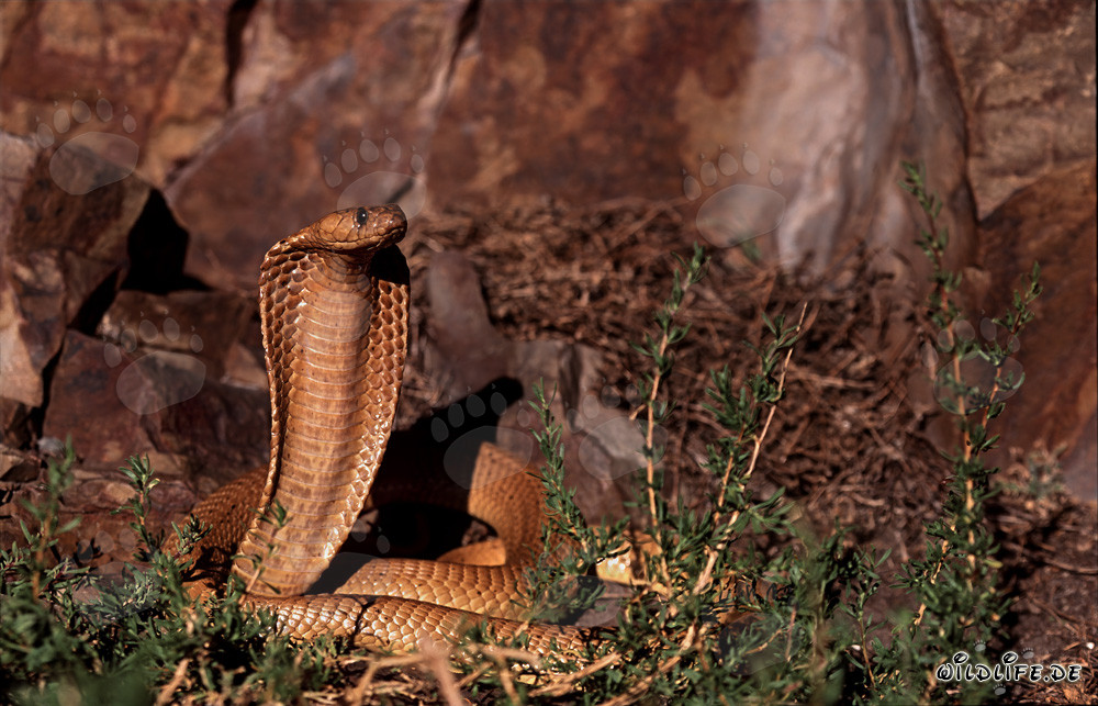 Imponente Cobra del Capo nelle montagne di Gansbaai