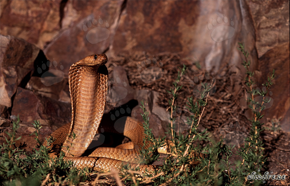 Imposante Kapkobra in den Gansbaai Mountains