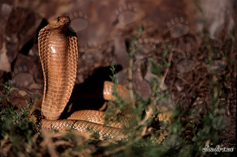 Fascinating Cape Cobra basking in the sunlight of Overberg Fynbos