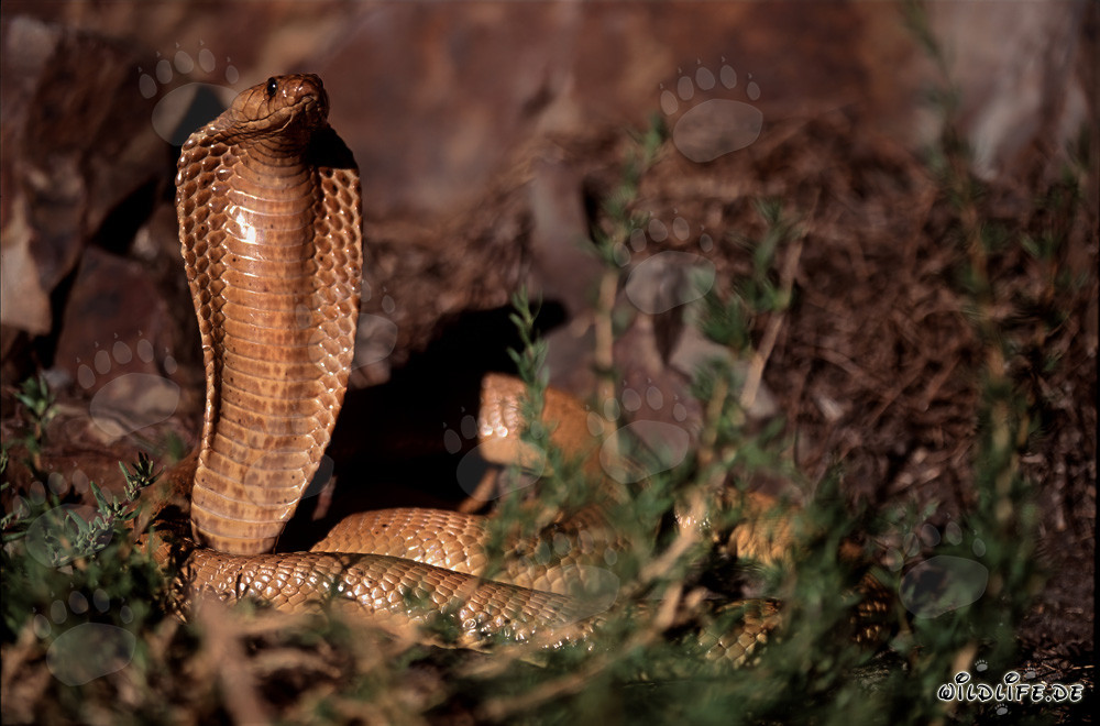 Fascinante Cobra del Cabo bajo la luz del sol de la región de Overberg Fynbos