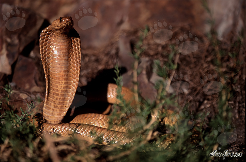 Cobra du Cap fascinante sous la lumière du soleil de l'Overberg Fynbos