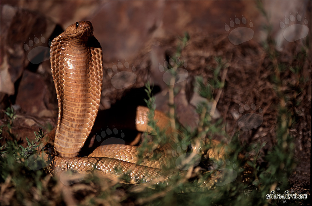 Fascinante Cobra del Capo alla luce del sole dell'Overberg Fynbos