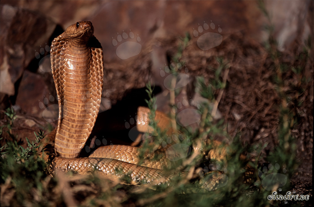 Faszinierende Kapkobra im Sonnenlicht des Overberg Fynbos