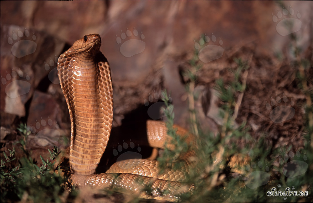 The fascinating Cape Cobra (Naja nivea)