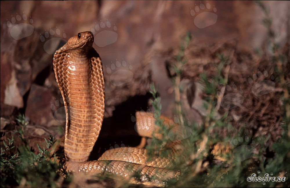 Il fascinoso cobra del Capo (Naja nivea)