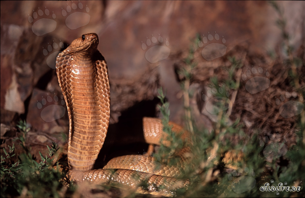 Le fascinant cobra du Cap (Naja nivea)