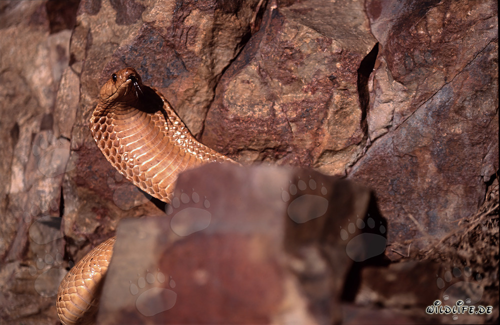 Cobra del Cabo - majestuosa serpiente venenosa sobre una roca