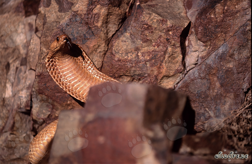 Cobra del Capo - maestoso serpente velenoso su un masso