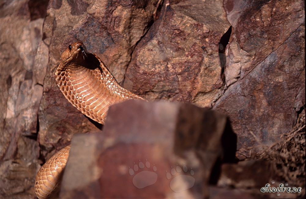 Cobra du Cap - majestueux serpent venimeux sur un bloc de roche