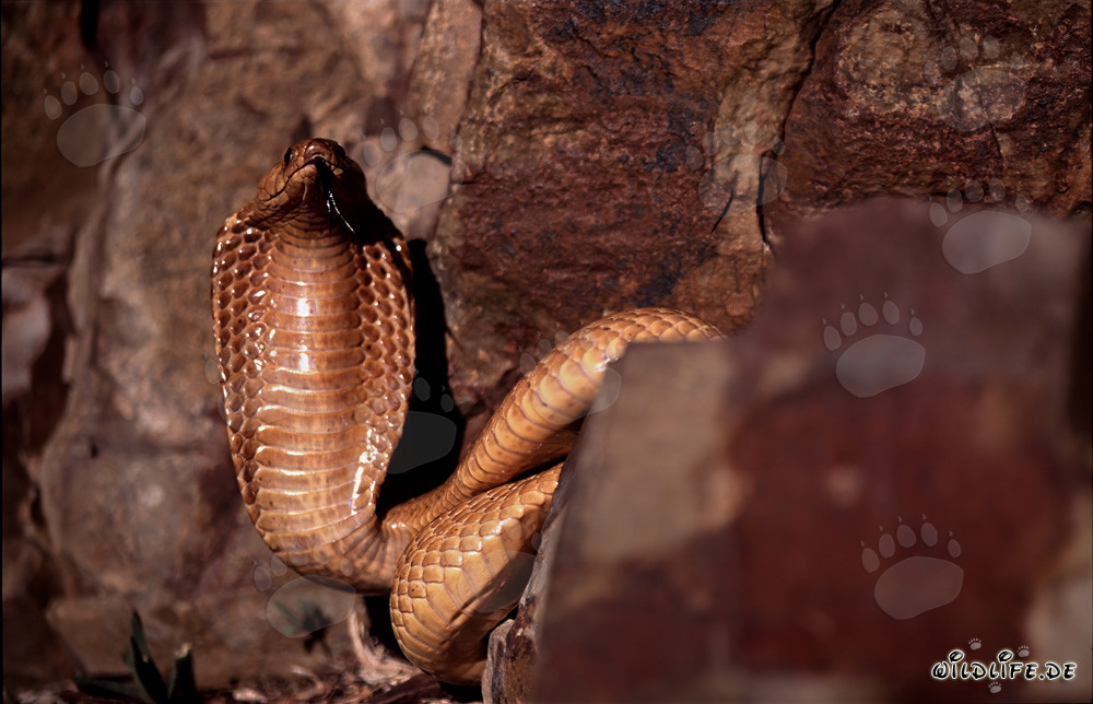 Impressionnante Cobra du Cap déploie son bouclier de protection