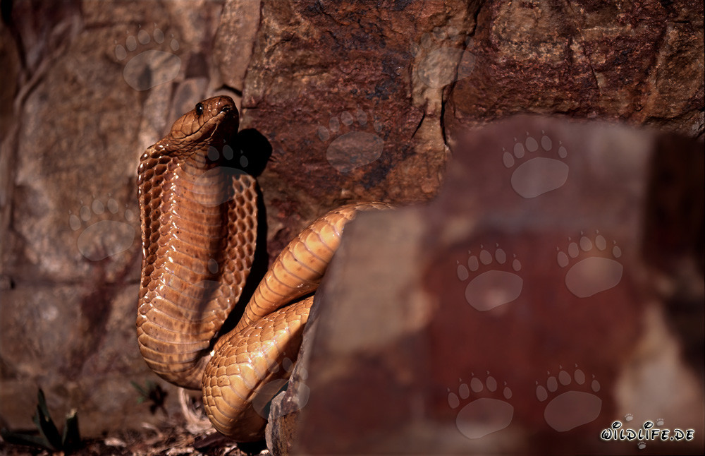 Cobra del Cabo Dorada descubierta en la zona rocosa de Western Cape