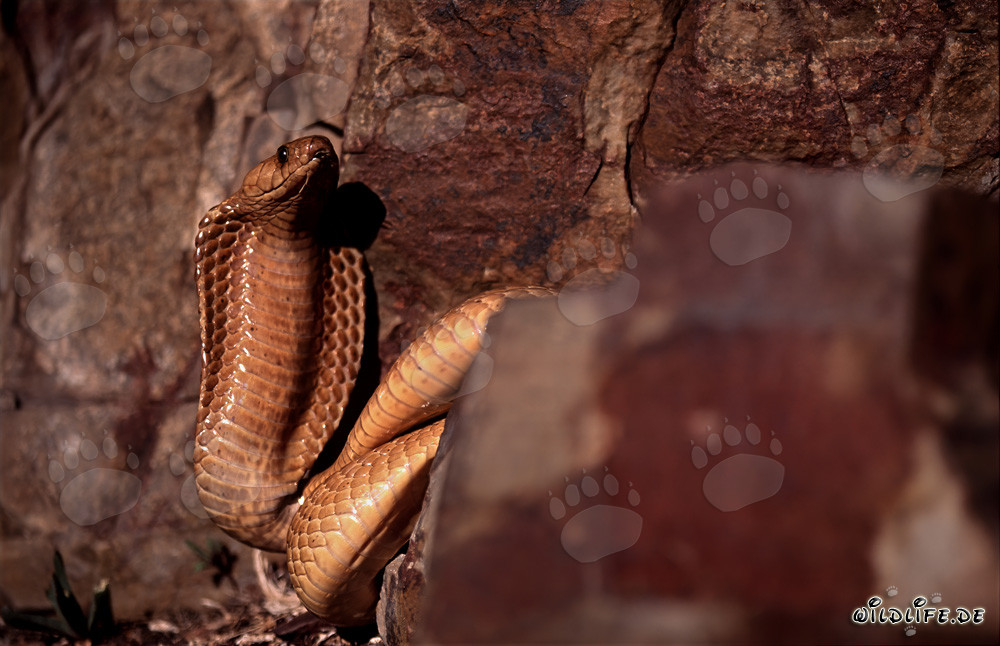 Cobra du Cap dorée découverte dans la région rocheuse du Cap-Occidental
