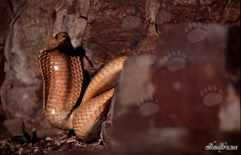 Cobra del Cabo Dorada al pie de un impresionante acantilado