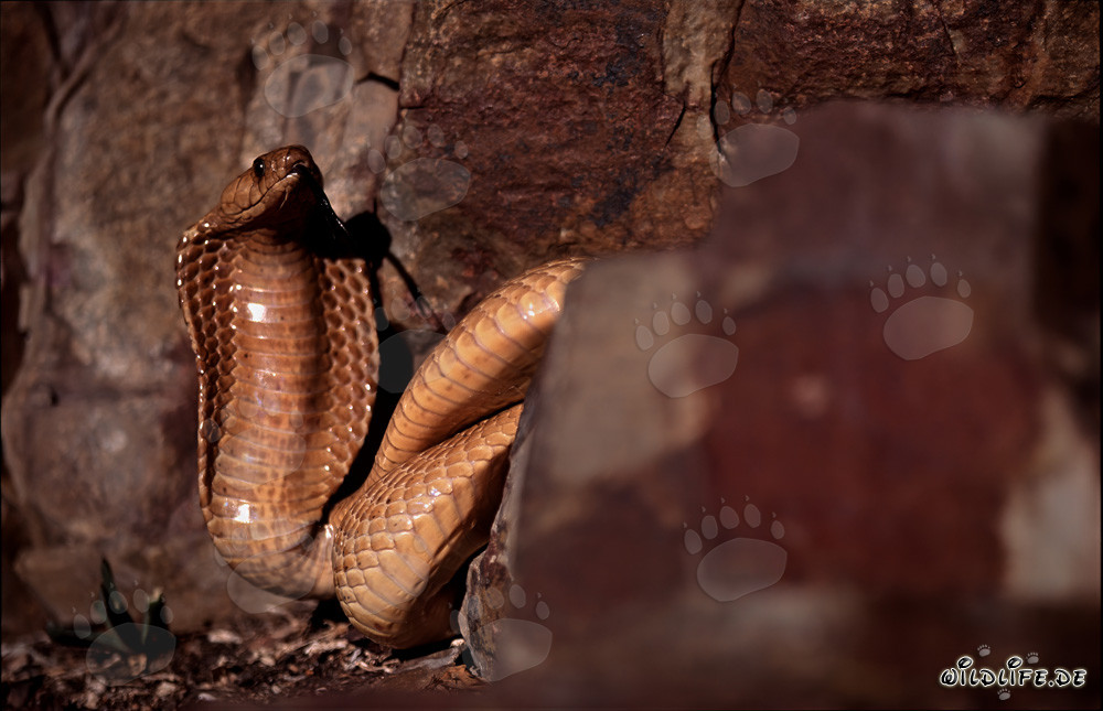 Cobra del Capo dorata ai piedi di un'imponente parete rocciosa